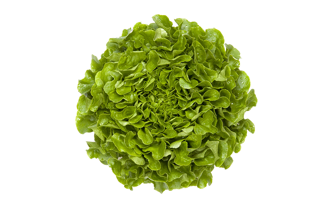 Simply Fresh Green Oak    Box  1 pcs